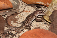 Pholidoscelis plei