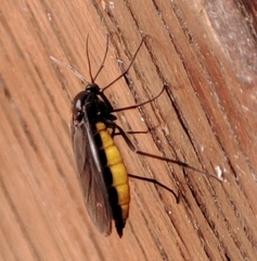 Sciara hemerobioides