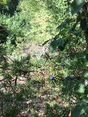 Juniperus deltoides