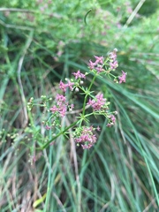 Galium rubrum