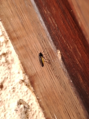 Sciara hemerobioides