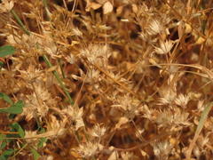 Collomia heterophylla