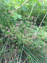 Galium rubrum