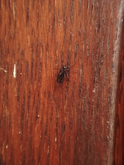 Sciara hemerobioides