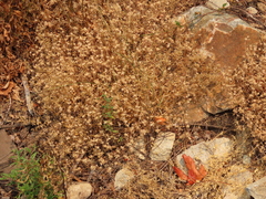 Collomia heterophylla