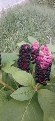 Phytolacca acinosa