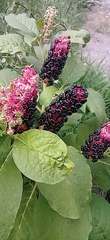 Phytolacca acinosa