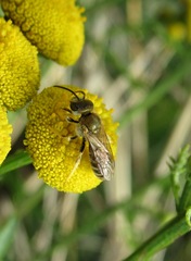 Halictus subauratus
