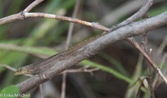 Anolis roquet salinei