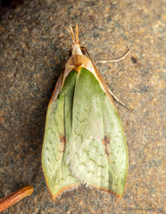 Pisinidea viridis