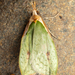 Pisinidea viridis - Photo (c) MatiasG, algunos derechos reservados (CC BY-NC), subido por MatiasG