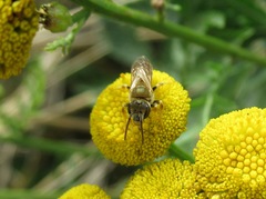 Halictus subauratus