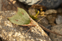 Pisinidea viridis