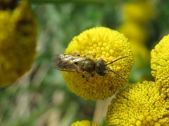 Halictus subauratus