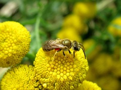 Halictus subauratus