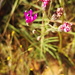Pincushion Vernonia - Photo (c) Casper van Zyl, some rights reserved (CC BY-NC), uploaded by Casper van Zyl