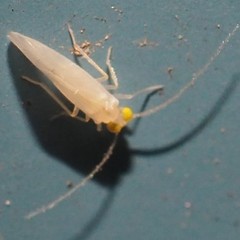 Xanthocaecilius sommermanae