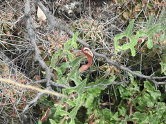 Aristolochia coryi