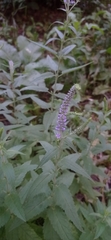 Veronica longifolia