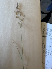 Calamagrostis breweri