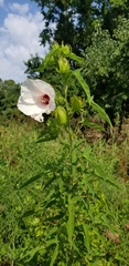 Hibiscus laevis