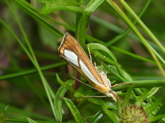 Catoptria conchella