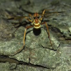 Ctenophora ornata