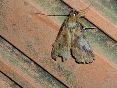 Lepidoptera