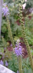 Veronica longifolia