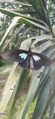Parides sesostris