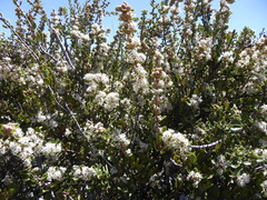 Ceanothus perplexans