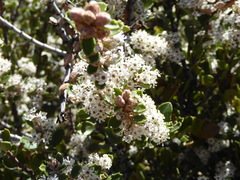 Ceanothus perplexans