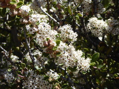Ceanothus perplexans