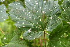 Cristulariella depraedans