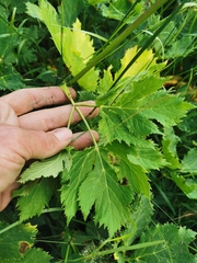 Peucedanum ostruthium