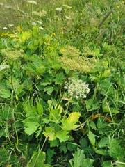 Peucedanum ostruthium