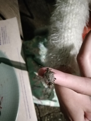 Halyomorpha halys