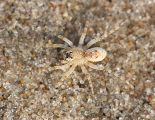 Shoreline Wolf Spider photo 3