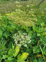Peucedanum ostruthium