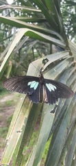 Parides sesostris