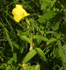 Oenothera pycnocarpa
