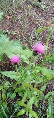 Carduus crispus