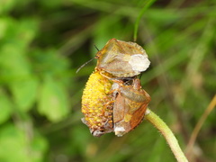 Carpocoris melanocerus