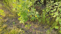 Helianthus annuus