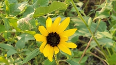 Helianthus annuus
