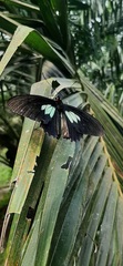 Parides sesostris