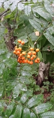 Sorbus aucuparia