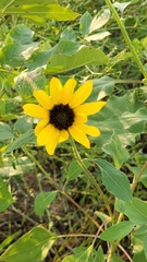 Helianthus annuus