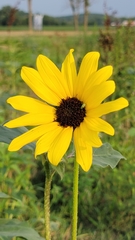 Helianthus annuus