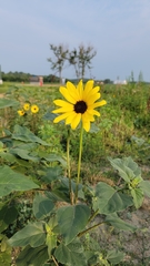 Helianthus annuus